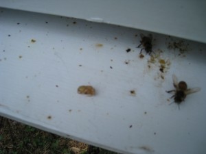 Dead Brood on the Bottom Board