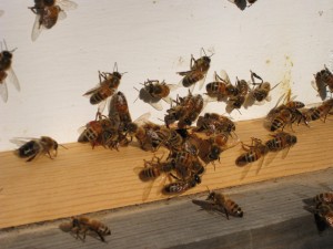 Bees Enjoying Sun in Early Winter