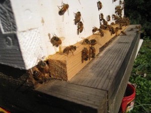 Honey Bees Enjoying a Warm Winter Day