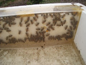 Honey Bees gorging in the top feeder in Winter.