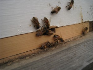 Hive 2 Workers Collecting Pollen