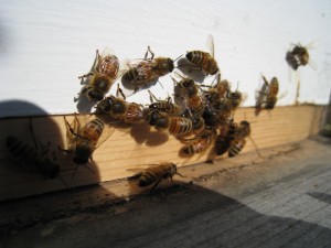 Honey bees get out during a warm spell in January