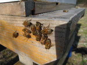 Honey Bee sunbathing in January