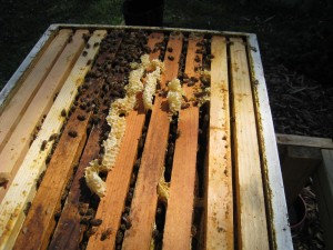 Burr Comb At Start of Nectar Flow