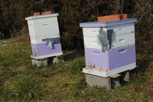 Hives at the Westover Apiary