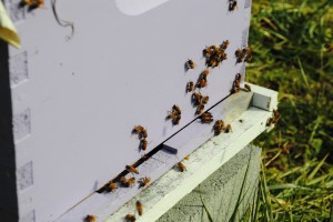 Busy Bees at the Curly Hive