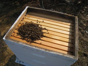 Spacer on the Westover Hive