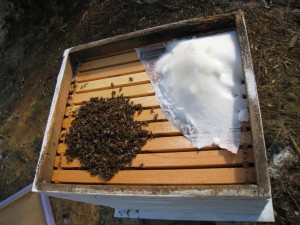 Mountain Camp Method of Feeding Bees