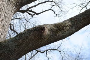 Feral Bee Hive in Tree Knot