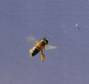 A bee flying with full pollen baskets