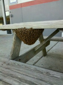 Colonial Heights Honey Bee Swarm