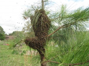 Swarm on Pine Tree