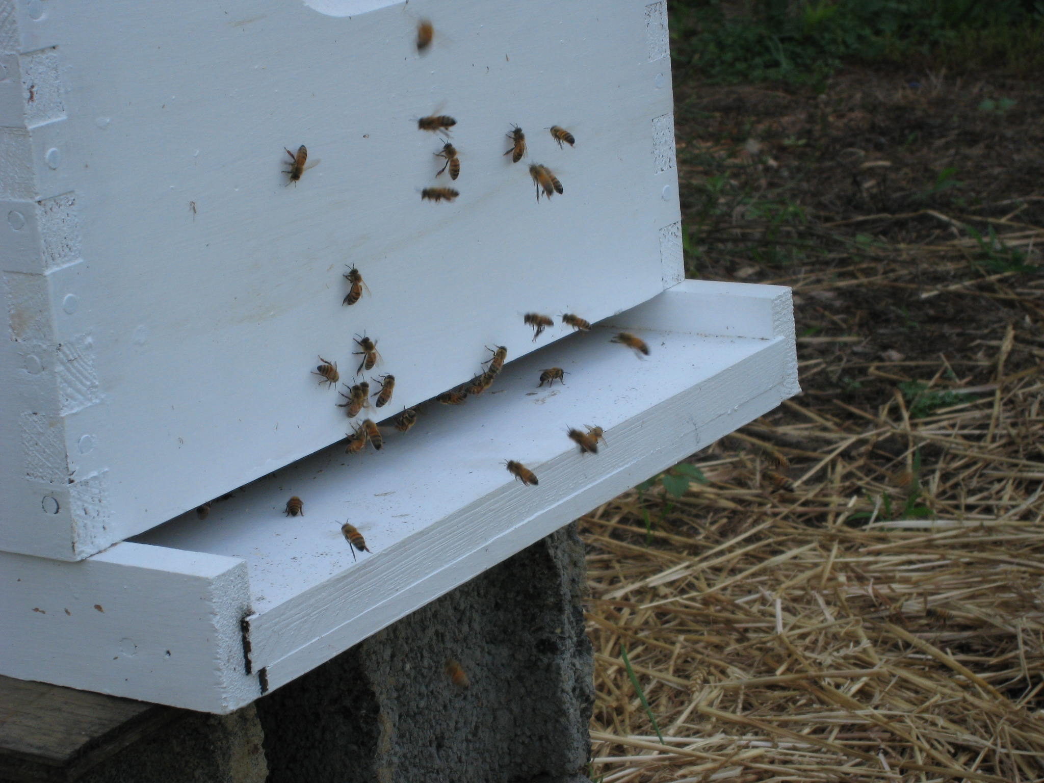 Training Flight On Hive 1 