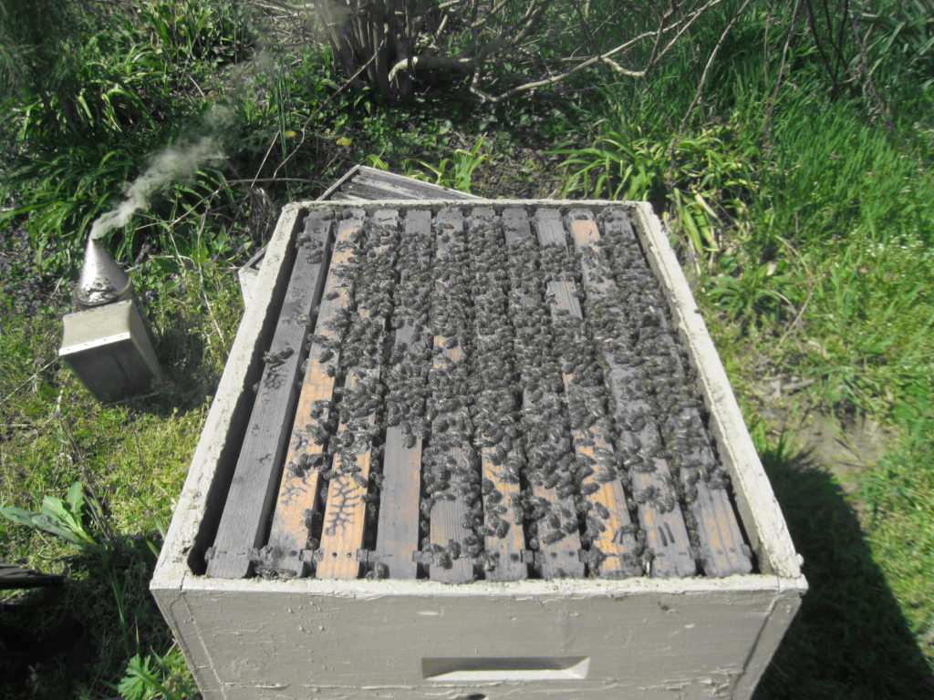 Early Spring Honey Bee Hive with cover off and bees walking on the frames