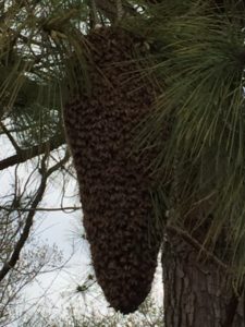 A swarm of bees hanging from a Pine tree limb