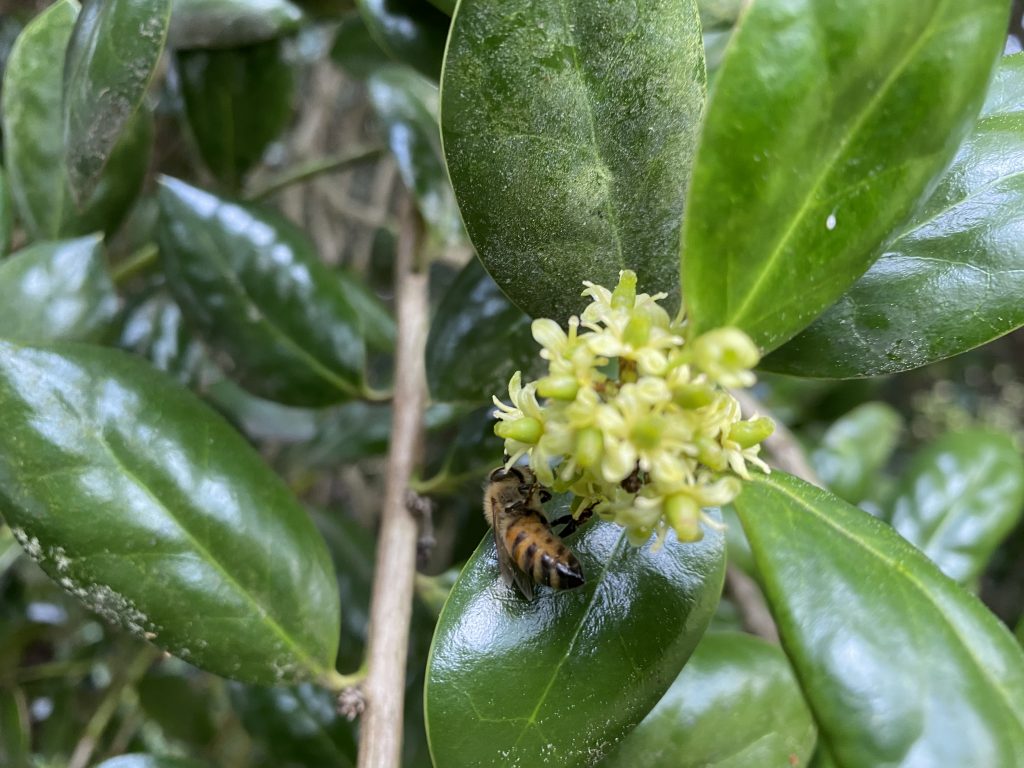Honey bee working a burford holly bloom