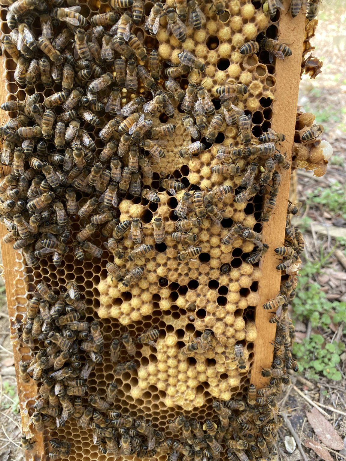 Walking Drones | Beekeeping in Richmond, Virginia